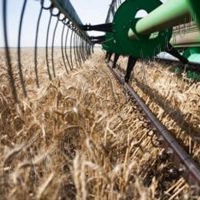 Жнива наближаються до фінішу