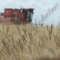 Другий мільйон тонн зерна буде не останній