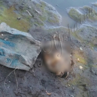 У ставку знайшли відрізану голову