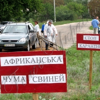 Коли в хліві чума