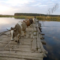 Блокпост на молочній річці
