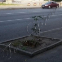 Екоактивісти закликають не бути байдужими