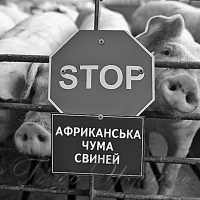 Вірус атакує поголів’я