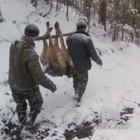 Поліція стрілятиме: вовки, стійте!.. (Не казка)