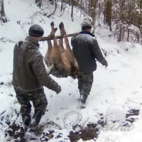 На приціл поліцейського потрапив... вовк
