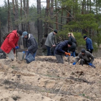 На лінії розмежування ліс майже знищено