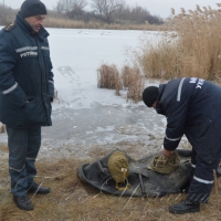 Міні-бувальщина про 8 врятованих лебедів