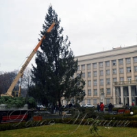 Ялинку прикрасять  червоними кульками
