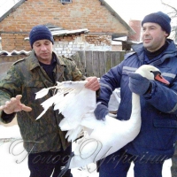 І порятунок, і опіка: лебеді - наше майбутнє!.. (Напівжарт)
