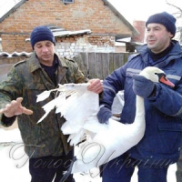 Врятували лебедів  із крижаного полону