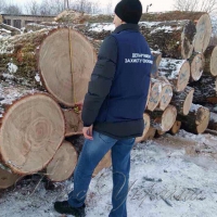 Дерева крали вночі…