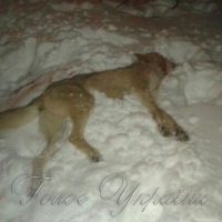 Від скаженого вовка врятували прикордонники
