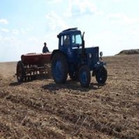 Перепросили горох