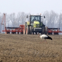 Під ранніми зерновими вже майже півмільйона гектарів