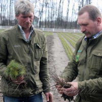 І виростуть нові гаї й діброви На угіддях Боярської лісової дослідної станції у розпалі лісокультурна кампанія