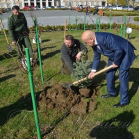 Срібляста смерека стане головною новорічною прикрасою Закарпаття