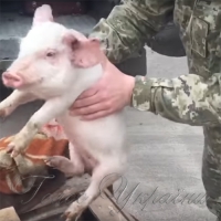Прикордонники підсунули фіскалам... поросят
