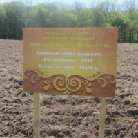Волинь садить волоські горіхи