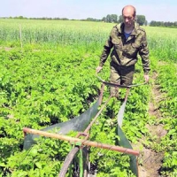 Колорадська «жуколовка» — з патентом, а господар — із органічною картоплею