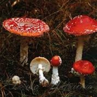 Перші жертви тихого полювання