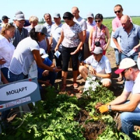 У Яловичах отримав прописку... картопляний бізнес
