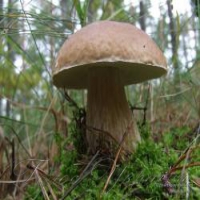 Ліс вабить своїми дарами