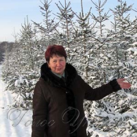 Сріблясті, пухнасті, в горщиках... На будь-який смак