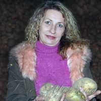 З голландського комфорту —  на наше картопляне поле