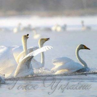 Екологи рятують лебедів