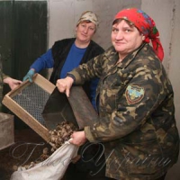 Лісівники заготовили шишки