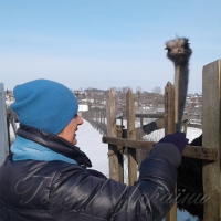 Сніг страусам не завада