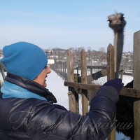 Сніг страусам не завада Щоб бізнес став прибутковим, треба бути прудким,  як ці африканські птахи