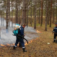 Замість лісу — згарища
