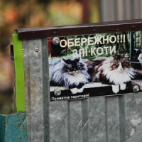 Обережно!!! Злі коти