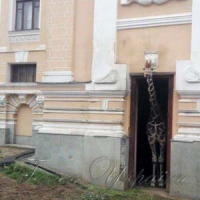 Коли завскладом — жираф!