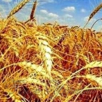 Збирання розпочали новим комбайном...