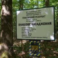 Від кедра - до бархату амурського
