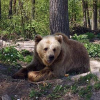 З’явився ведмежий притулок