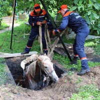 Врятували від неминучої загибелі