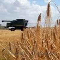 Зібрали понад половину ранніх зернових