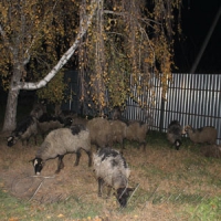 Багатостраждальні вівці: мертвих відділили від живих