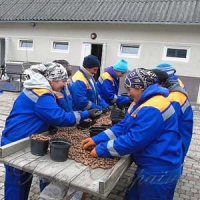 Запровадили технологію зі зберігання насіння дуба