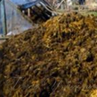 Як Гей, Горбачов, Баняк та Ленін гній у поле вивозили...