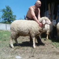 Рецепт баранини без лою...