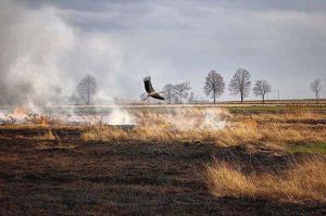 Палять траву: бийте на сполох
