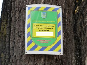 Дуб-довгожитель охоронятиметься законом