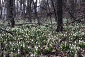 Затримали «зелених» браконьєрів