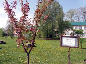 В Острозькій академії розцвіли сакури