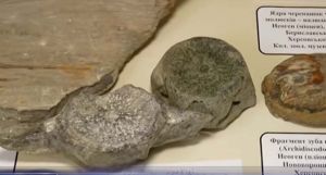 У Каховському водосховищі кита знайшли