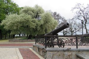 У Чернігові зацвіла сторічна вишня-антипка